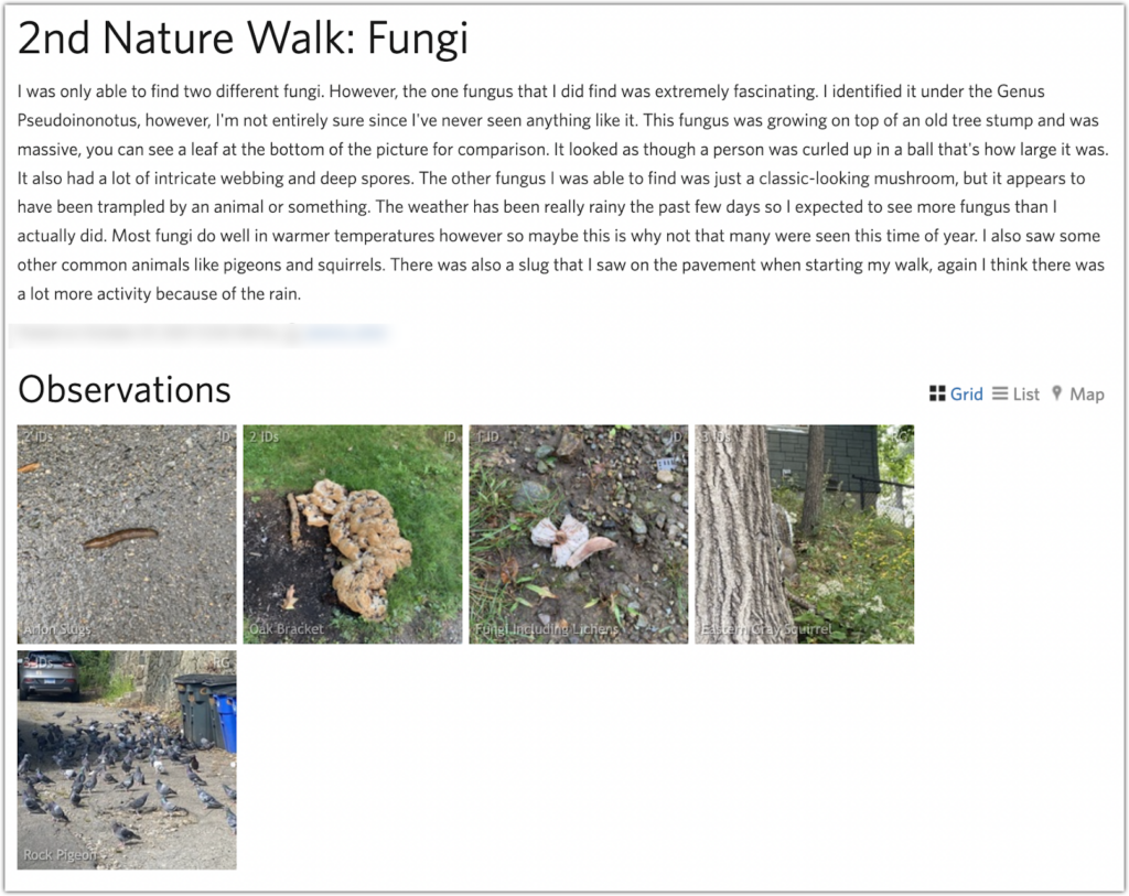 Second student example: 
2nd Nature Walk: Fungi
I was only able to find two different fungi. However, the one fungus that I did find was extremely fascinating. I identified it under the Genus
Pseudoinonotus, however, I'm not entirely sure since I've never seen anything like it. This fungus was growing on top of an old tree stump and was
massive, you can see a leaf at the bottom of the picture for comparison. It looked as though a person was curled up in a ball that's how large it was.
It also had a lot of intricate webbing and deep spores. The other fungus I was able to find was just a classic-looking mushroom, but it appears to
have been trampled by an animal or something. The weather has been really rainy the past few days so I expected to see more fungus than I
actually did. Most fungi do well in warmer temperatures however so maybe this is why not that many were seen this time of year. I also saw some
other common animals like pigeons and squirrels. There was also a slug that I saw on the pavement when starting my walk, again I think there was
a lot more activity because of the rain.