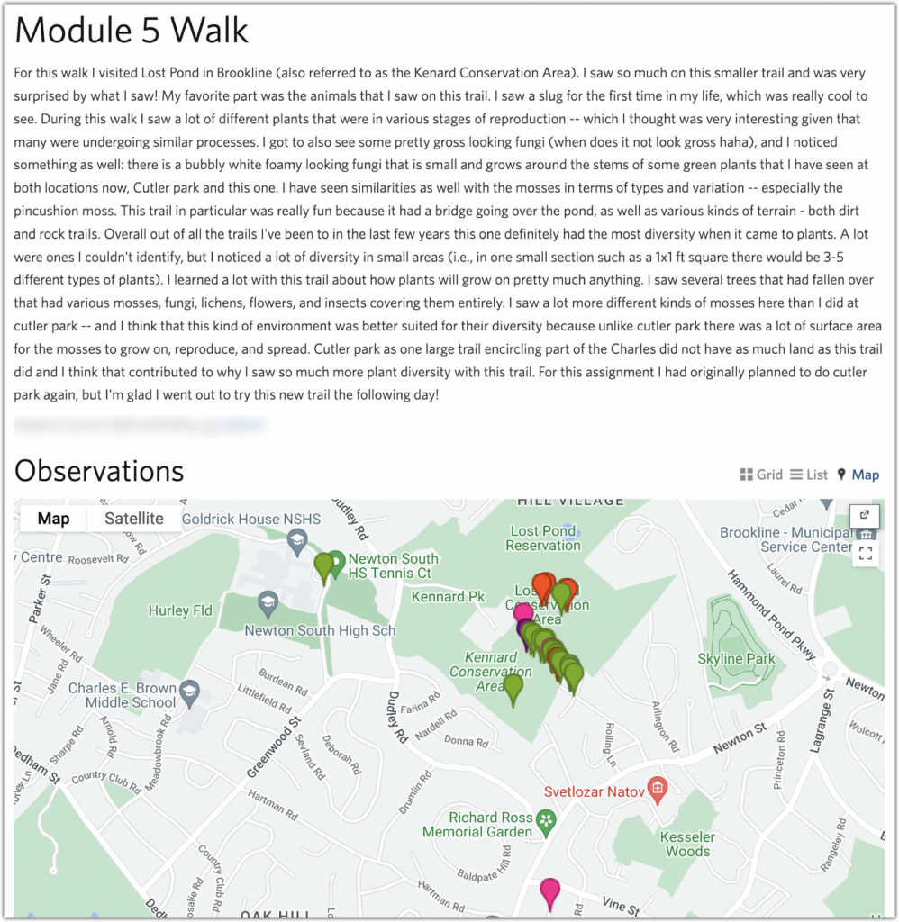 First student example: 
"Module 5 Walk
For this walk I visited Lost Pond in Brookline (also referred to as the Kenard Conservation Area). I saw so much on this smaller trail and was very
surprised by what I saw! My favorite part was the animals that I saw on this trail. I saw a slug for the first time in my life, which was really cool to
see. During this walk I saw a lot of different plants that were in various stages of reproduction -- which I thought was very interesting given that
many were undergoing similar processes. I got to also see some pretty gross looking fungi (when does it not look gross haha), and I noticed
something as well: there is a bubbly white foamy looking fungi that is small and grows around the stems of some green plants that I have seen at
both locations now, Cutler park and this one. I have seen similarities as well with the mosses in terms of types and variation -- especially the
pincushion moss. This trail in particular was really fun because it had a bridge going over the pond, as well as various kinds of terrain - both dirt
and rock trails. Overall out of all the trails I've been to in the last few years this one definitely had the most diversity when it came to plants. A lot
were ones I couldn't identify, but I noticed a lot of diversity in small areas (i.e., in one small section such as a 1x1 ft square there would be 3-5
different types of plants). I learned a lot with this trail about how plants will grow on pretty much anything. I saw several trees that had fallen over
that had various mosses, fungi, lichens, flowers, and insects covering them entirely. I saw a lot more different kinds of mosses here than I did at
cutler park -- and I think that this kind of environment was better suited for their diversity because unlike cutler park there was a lot of surface area
for the mosses to grow on, reproduce, and spread. Cutler park as one large trail encircling part of the Charles did not have as much land as this trail
did and I think that contributed to why I saw so much more plant diversity with this trail. For this assignment I had originally planned to do cutler
park again, but I'm glad I went out to try this new trail the following day!"